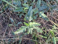 Sphaeralcea chenopodifolia