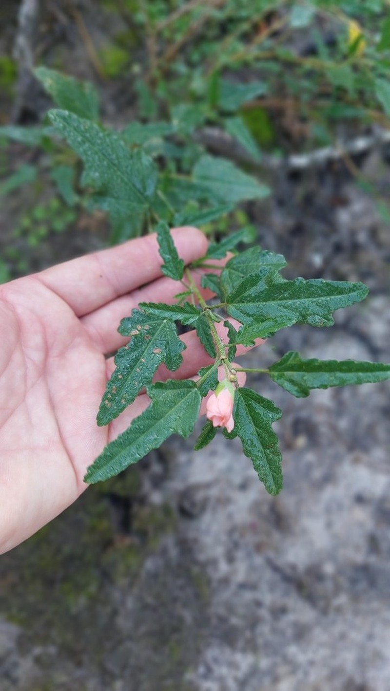 Sphaeralcea chenopodifolia photo 2