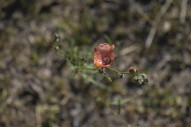 Sphaeralcea chenopodifolia photo 3