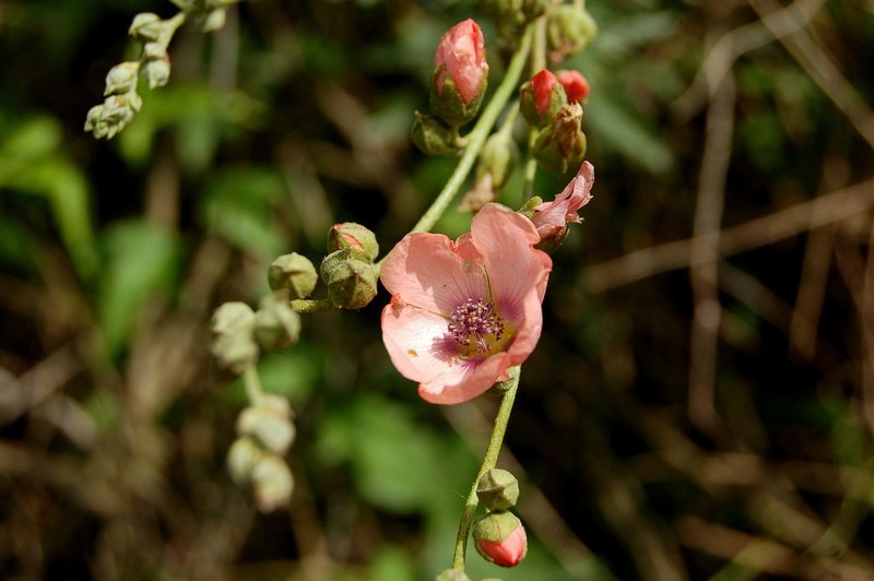 Sphaeralcea chenopodifolia photo 4