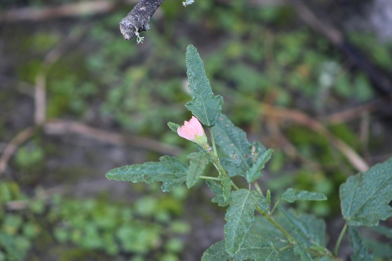 Sphaeralcea chenopodifolia photo 5
