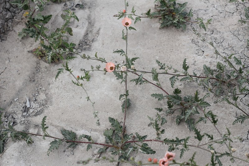 Sphaeralcea chenopodifolia photo 6