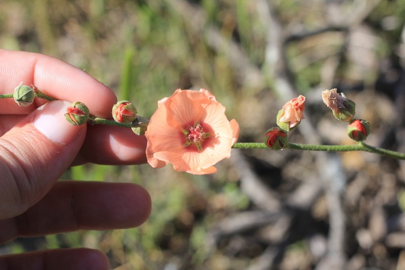 Sphaeralcea chenopodifolia photo 7