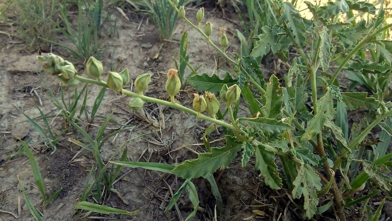 Sphaeralcea chenopodifolia photo 8