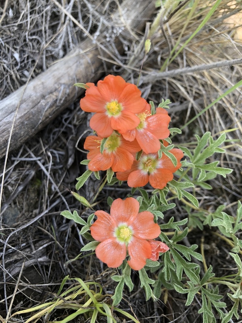 Scarlet Globemallow photo 2