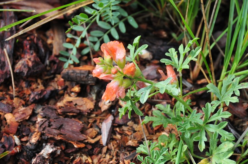 Scarlet Globemallow photo 3