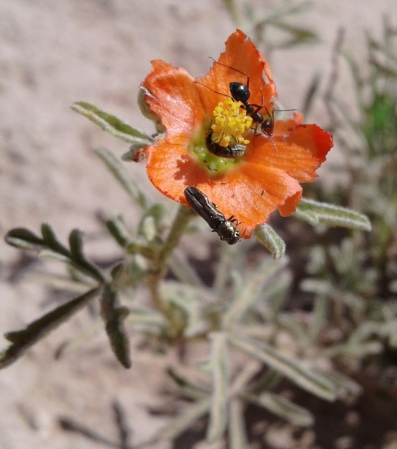 Scarlet Globemallow photo 4