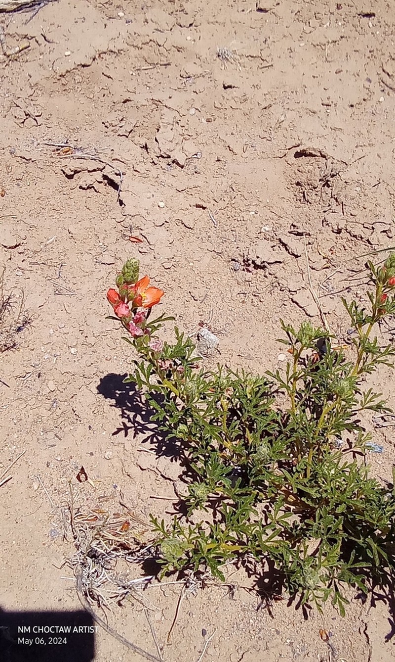 Scarlet Globemallow photo 5