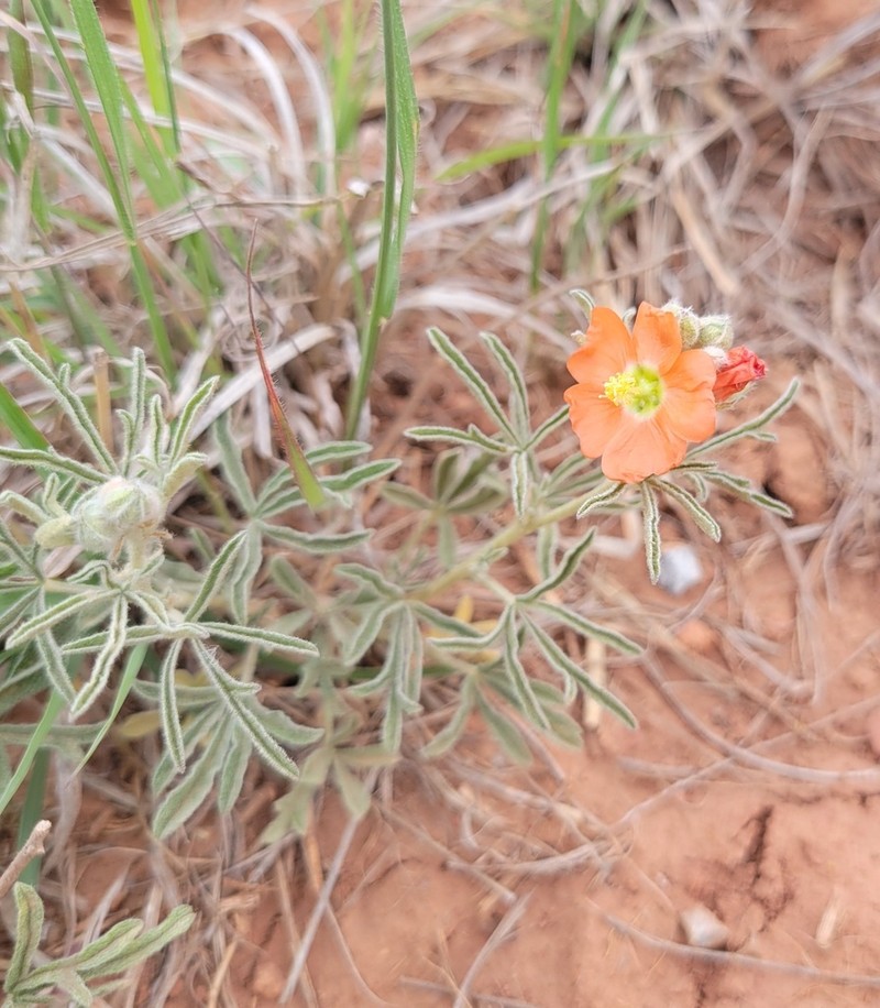 Scarlet Globemallow photo 6