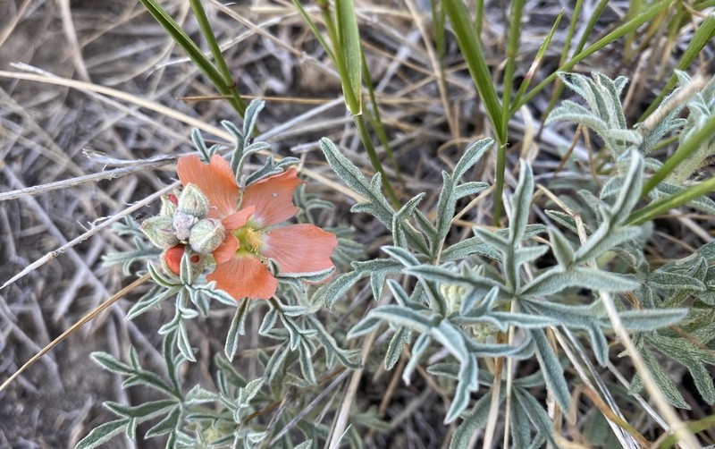 Scarlet Globemallow photo 7
