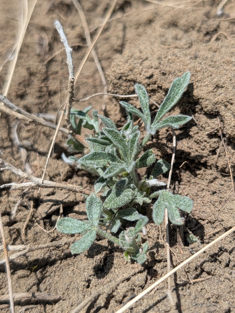 Sphaeralcea coccinea var. coccinea