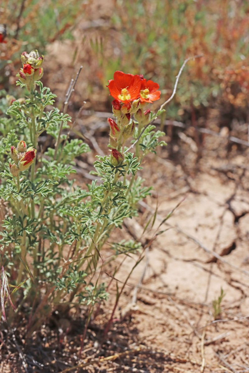 Sphaeralcea coccinea var. coccinea photo 2