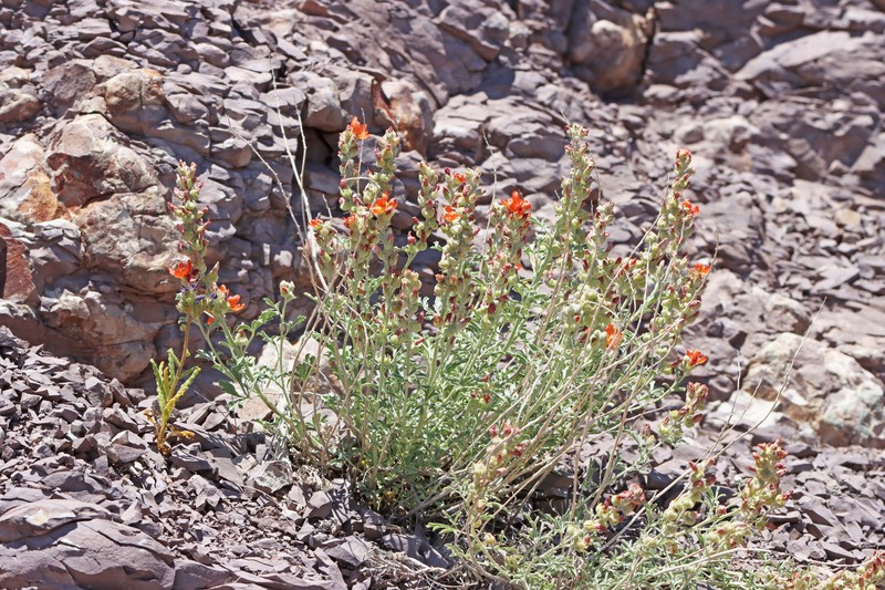 Sphaeralcea coccinea var. coccinea photo 3