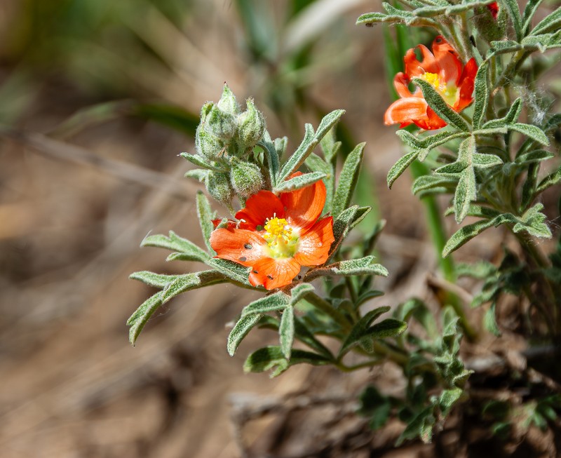 Sphaeralcea coccinea var. coccinea photo 4