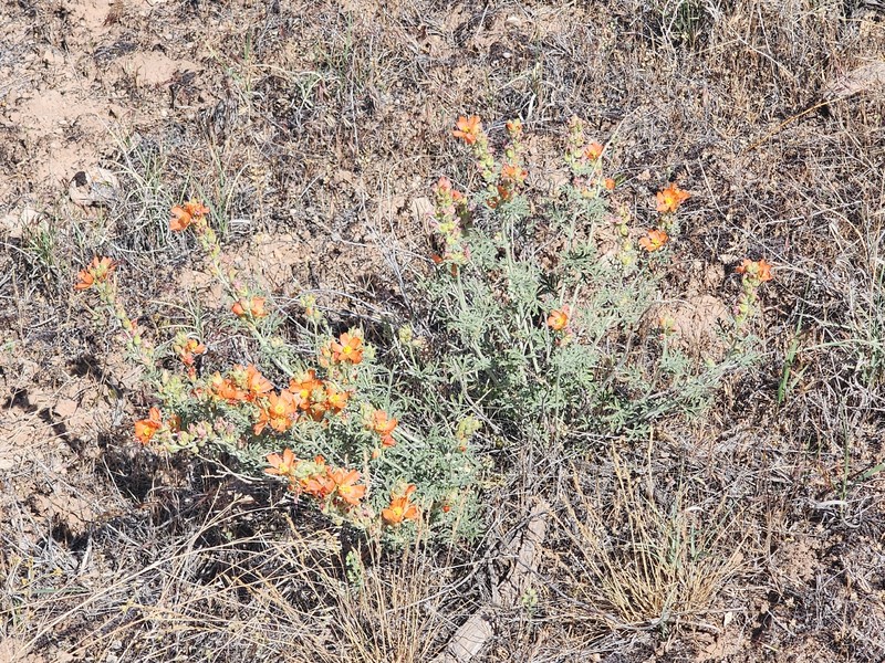 Sphaeralcea coccinea var. coccinea photo 5