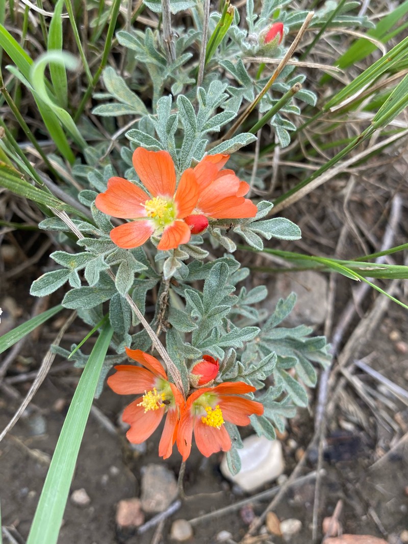 Sphaeralcea coccinea var. coccinea photo 6