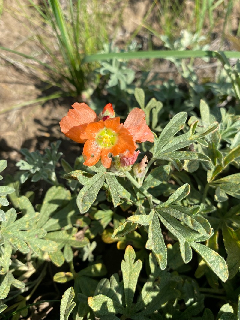 Sphaeralcea coccinea var. coccinea photo 7