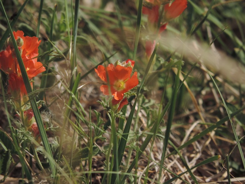 Sphaeralcea coccinea var. coccinea photo 8
