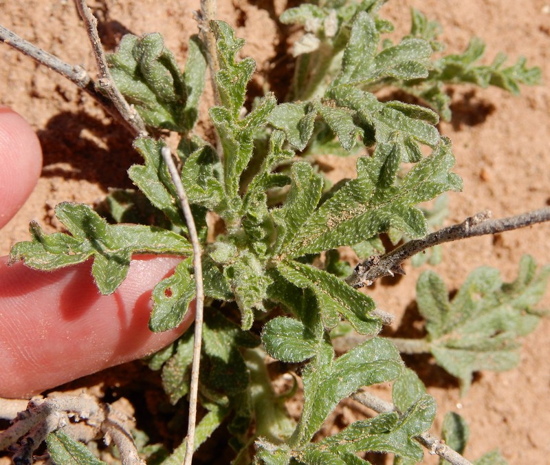 Sphaeralcea coccinea var. elata photo 2