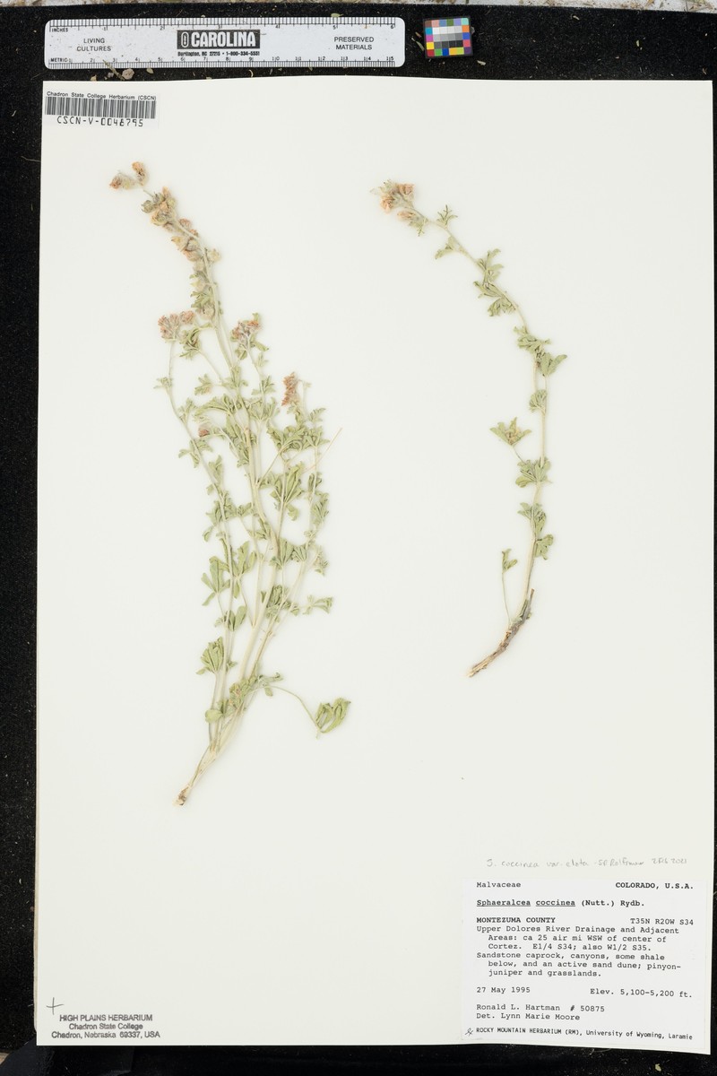 Sphaeralcea coccinea var. elata photo 3