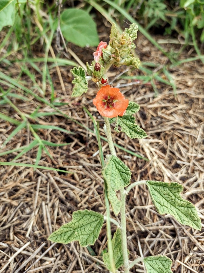 Sphaeralcea cordobensis photo 2