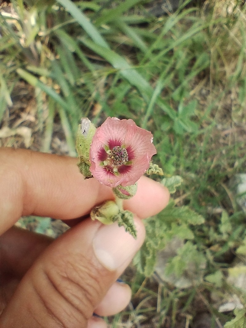 Sphaeralcea cordobensis photo 3