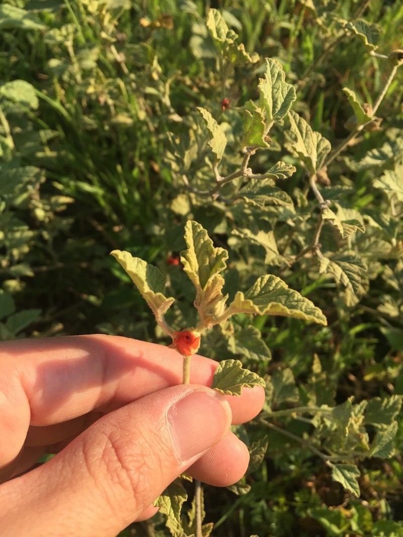 Sphaeralcea cordobensis photo 4