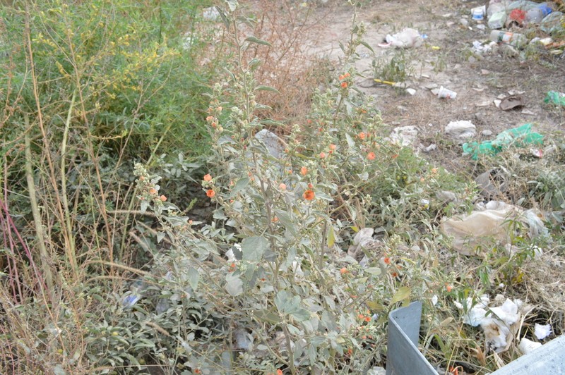 Sphaeralcea cordobensis photo 5