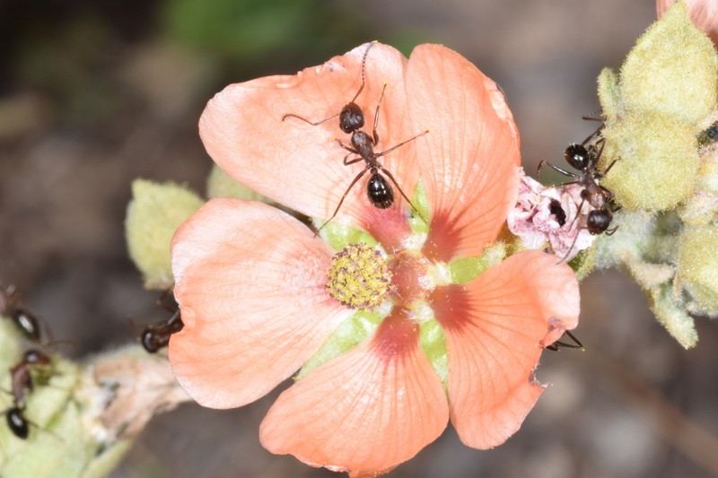 Sphaeralcea cordobensis photo 6