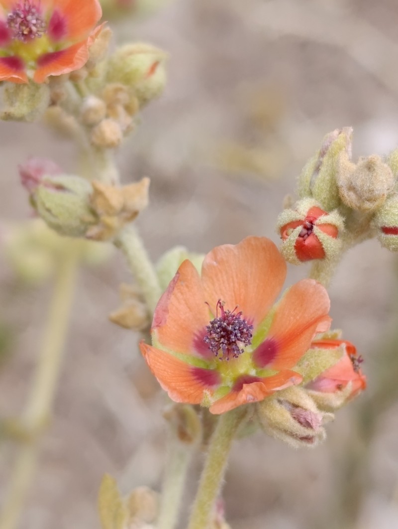 Sphaeralcea cordobensis photo 7