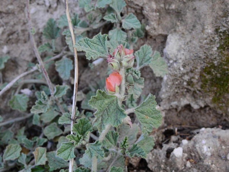 Sphaeralcea cordobensis photo 8