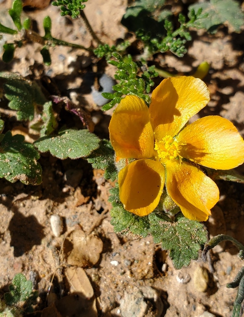 Coulter's Globemallow photo 2