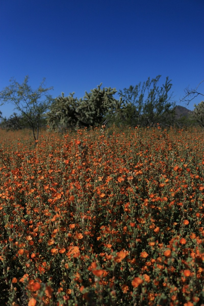 Coulter's Globemallow photo 3