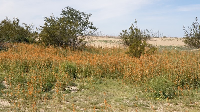 Coulter's Globemallow photo 4