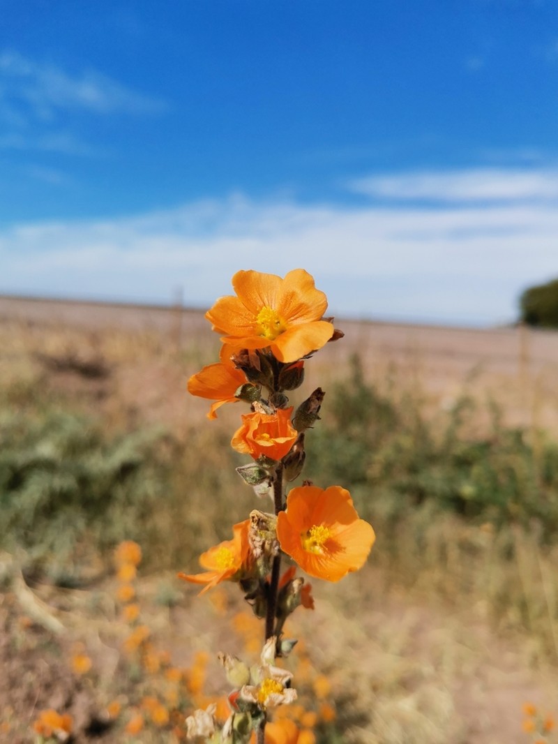 Coulter's Globemallow photo 5