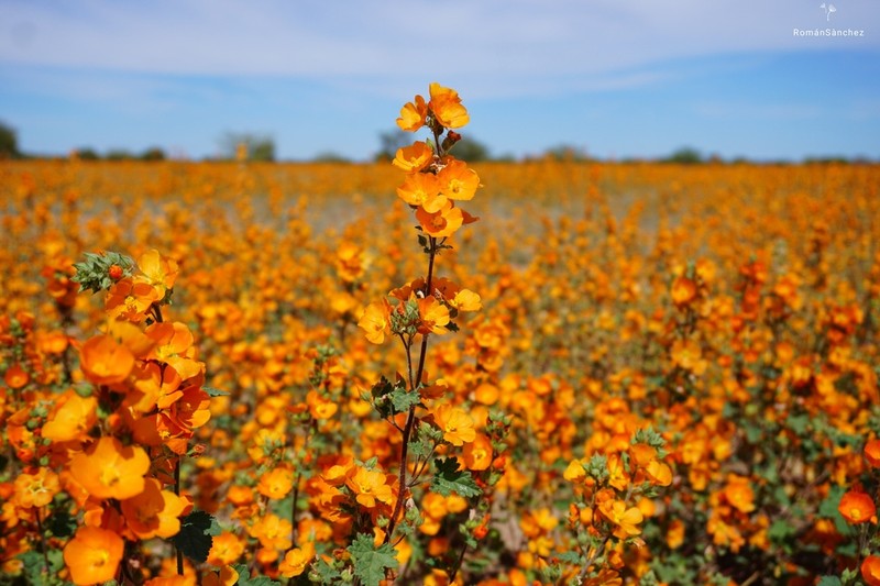 Coulter's Globemallow photo 6
