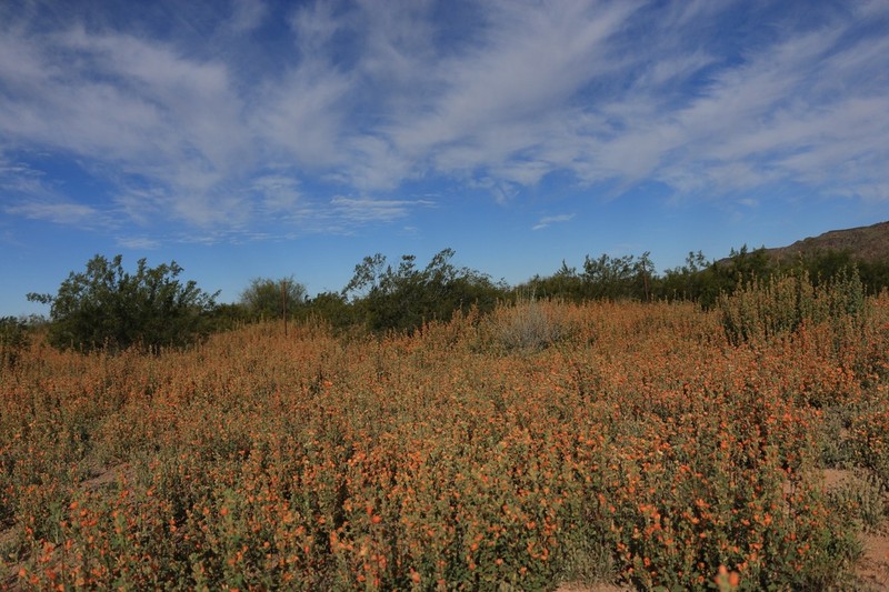 Coulter's Globemallow photo 7