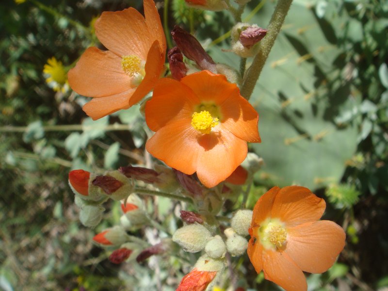 Coulter's Globemallow