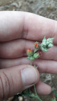 Sphaeralcea crispa