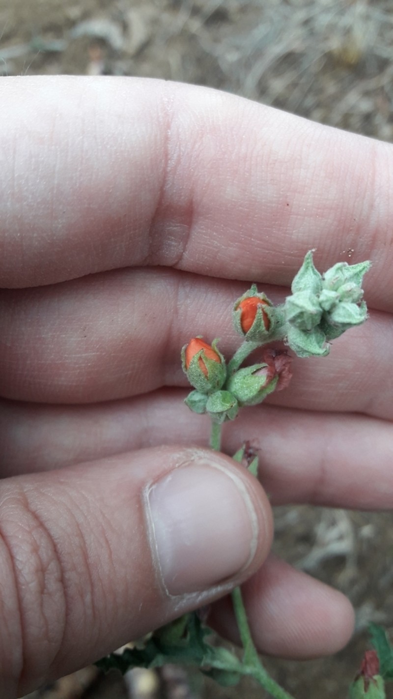 Sphaeralcea crispa
