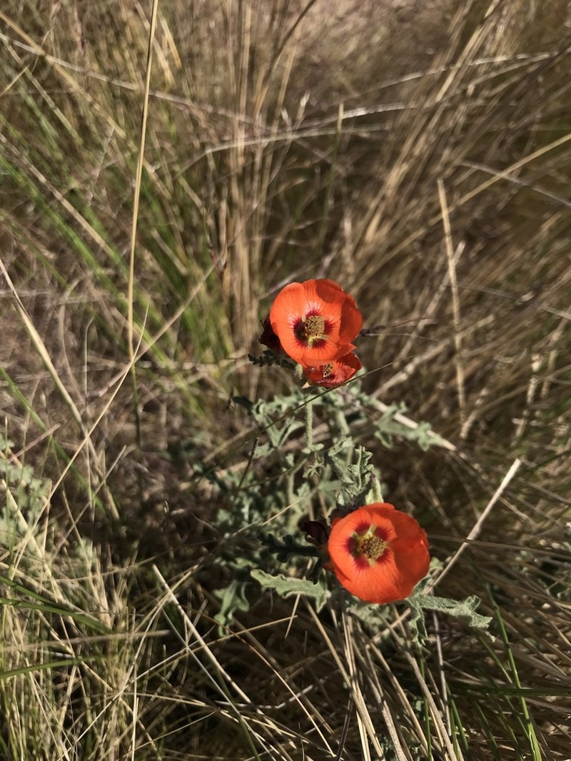 Sphaeralcea crispa photo 2