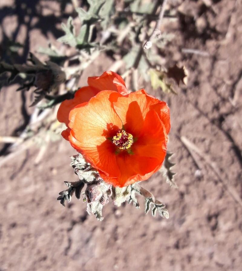 Sphaeralcea crispa photo 3