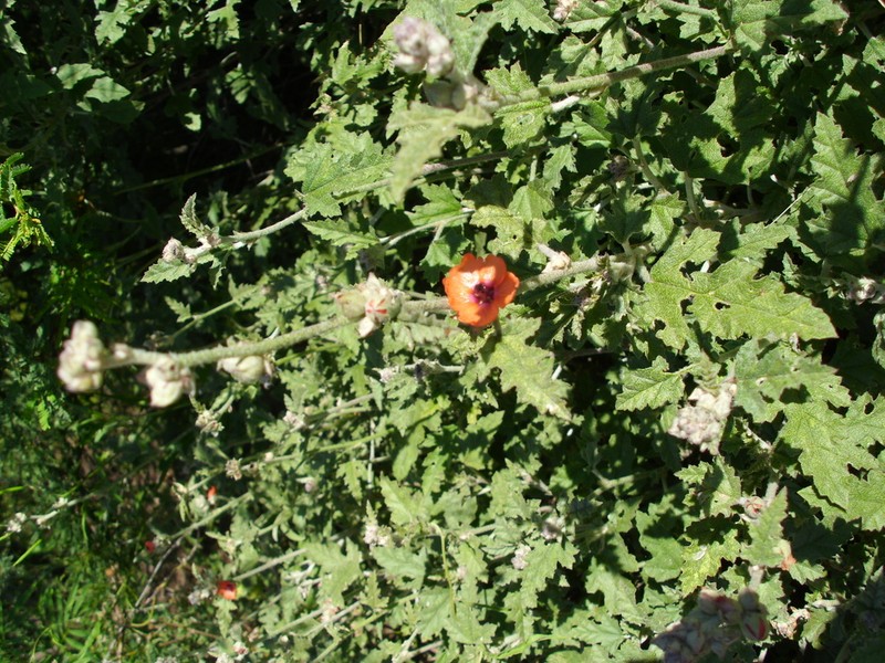 Sphaeralcea crispa photo 4