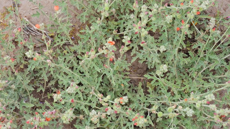 Sphaeralcea crispa photo 6