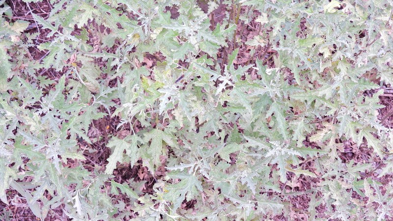 Sphaeralcea crispa photo 7