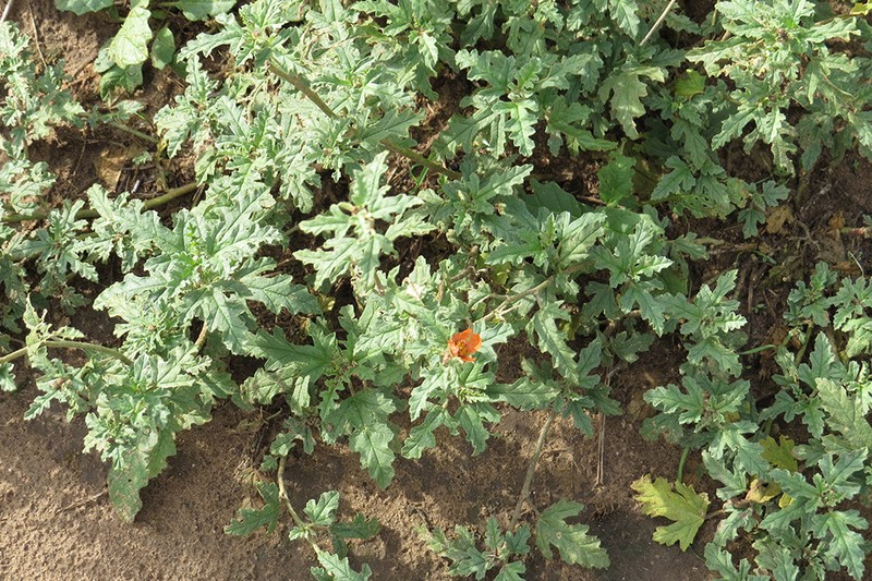 Sphaeralcea crispa photo 8
