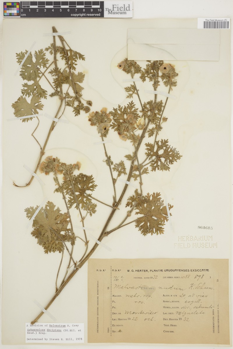 Sphaeralcea decipiens