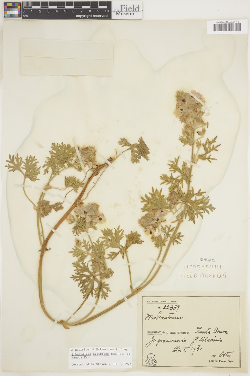 Sphaeralcea decipiens photo 2