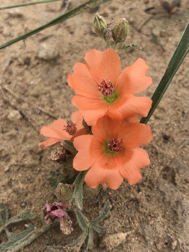 Juniper Globemallow