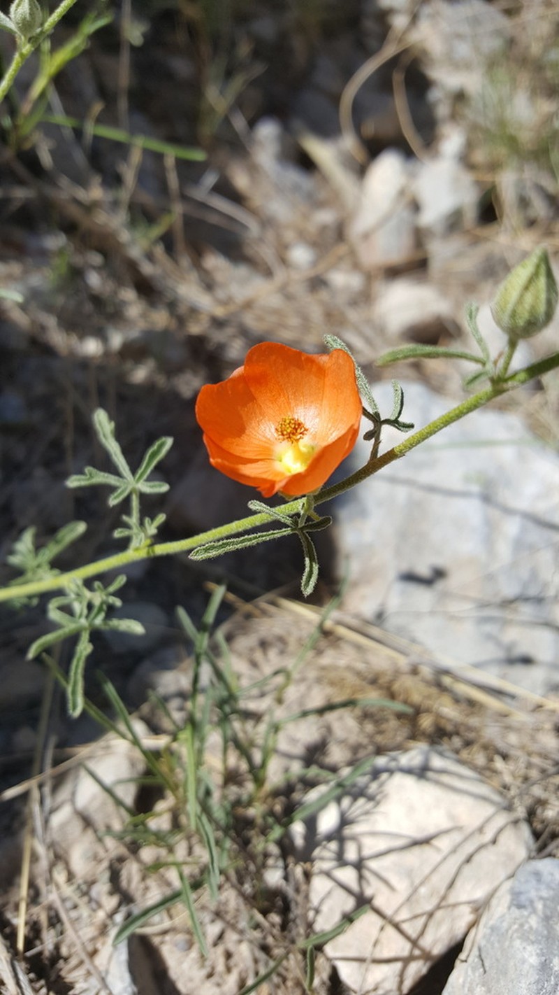 Juniper Globemallow photo 2